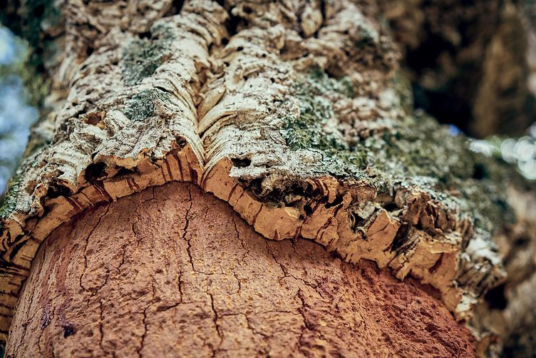 10 ciekawostek o drzewach