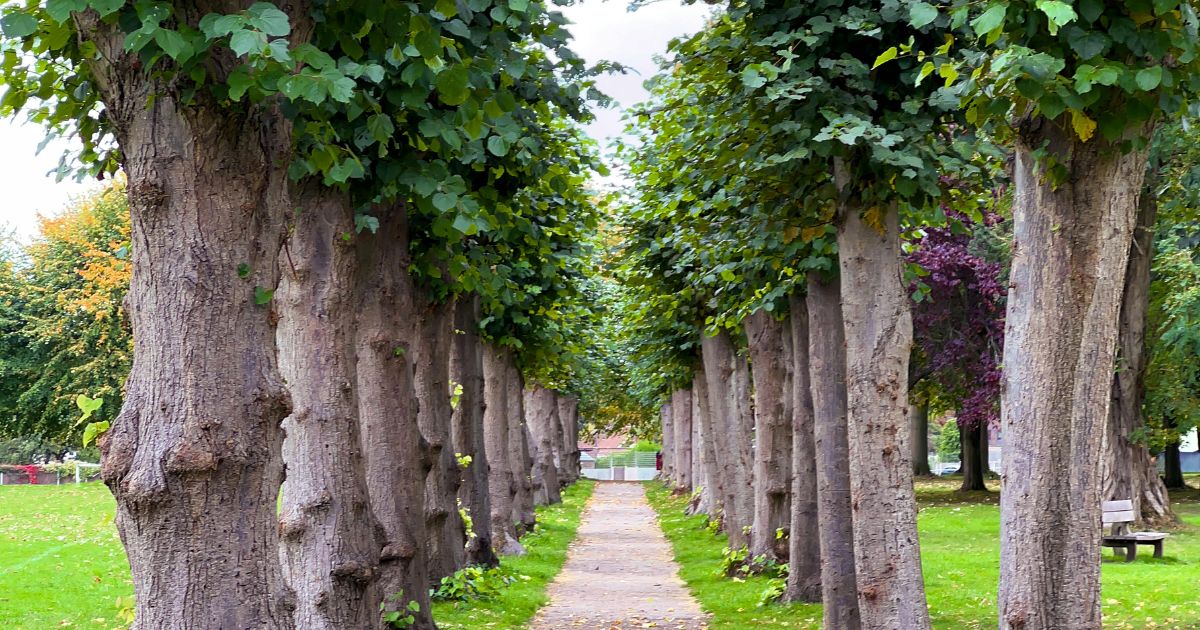 Lasy w ogniu, miasta w upale: dlaczego wszyscy jesteśmy zależni od drzew.