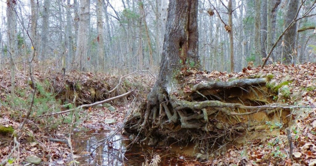 leśne zbiorniki wody